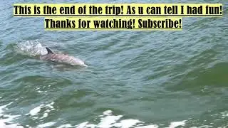 My First Time Seeing Dolphins!