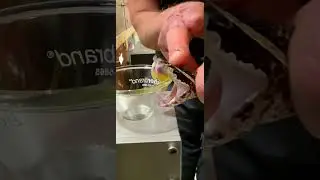 Watch this Malayan pit viper bite the tar out of the funnel! #venomous #pitvipers #snakes #fangs