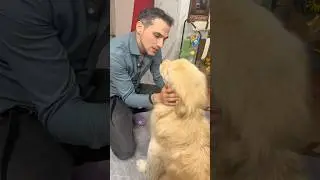 Daddy&rsquo;s lecture VS. Malish&rsquo;s attention span #goldenretriever
