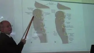 development of the ears by Dr. Wahdan