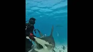 Hammerhead Shark bite #shark #hammerheadshark #diving #snorkeling #gopro