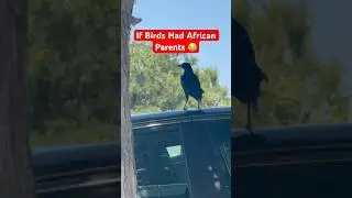 If Birds Had African Parents!! #africanparents #funny #raissaartista