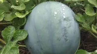 Perkembangan buah semangka 🍉 