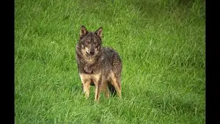 LOBO IBÉRICO en liberdade: Cinema salvaxe en Galicia | Signatus Films