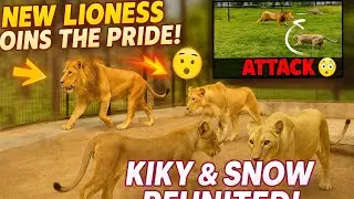 New Entry in the Lion Family &ndash; Kiky & Snow's Wild Reaction!