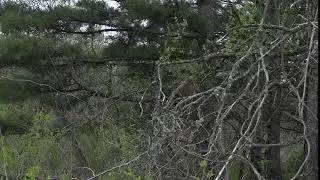 Japanese Bush Warbler song（ウグイス声）