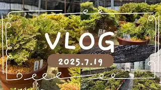 イワヒバ VLOG 2025.7.19撮影
