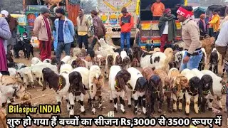 देखों पसंद करो और लें जाओ || 31/01/2026 || Saturday Market Rampur Bilaspur Uttar Pradesh 