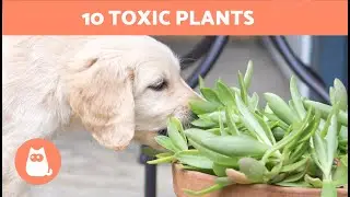 10 PLANTS That Can KILL Your DOG 🐶❌🌷