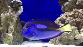 How to cure ick ich naturally Blue Hippo Tang