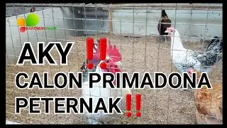 AYAM KAMPUNG YUDISTIRA‼️ SANG PENDATANG BERTAJI‼️