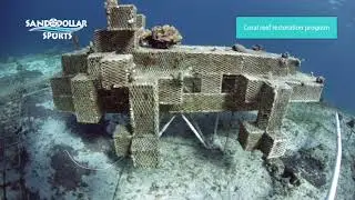 Cozumel Coral Reef Restoration Program