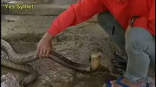 Cobras Bring Home The Bacon In Vietnamese Town, Yes Sylhet YouTube channel
