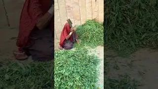 गांव का जीवन #villagelife #desertlife #nature #love #shorts #reels #viral