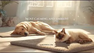 Tarot Pet Music&ndash; Fantasy Ambient Music | Tibetan, Ambient Soundscape, Meditation & Mythical Journey