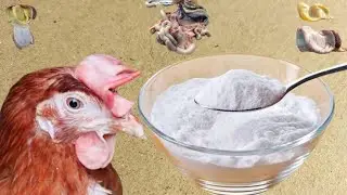 Acidity | Backyard Chickens Digestion Problems | Home Remedy For Poultry Indigestion | Dr. ARSHAD