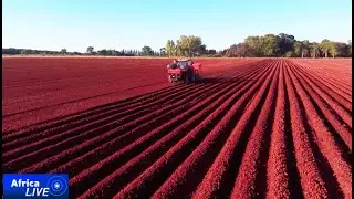 Zimbabwe farmers thrive despite stalled land grab compensation