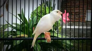 Train Your Belgian Canary to Sing Louder Than Ever‼️ Belgian Canary