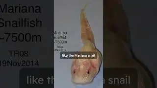 4 quick facts about Mariana Trench 🐟 before you scroll away!! #shorts #earth #ocean
