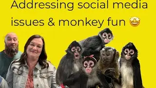 Let’s watch the monkeys have fun 🩵#spidermonkey #capuchin #family