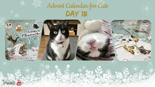 Advent Calendar for Cats Dein Bestes  2021: DAY 18