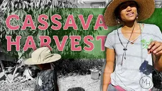 First Cassava Harvest | Modern Herbal Apothecary