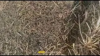 #farming #fieldking #superseeder #punjab #ModernfarmingEquipments #gurdaspur #dinanagar