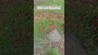 #viraovideo #garden #fun #wildflowers #thistle #dandelions