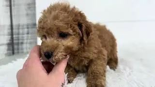 Georgia UPDATE - Micro Goldendoodle - Family Bred Puppies