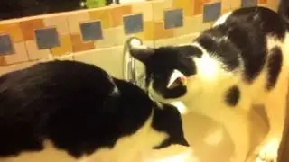 Kevin and Agnes the Shittens Take a Shower