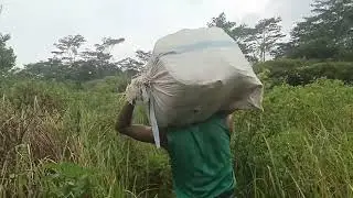 Lanjut pulang menemani mang ode sambil mikul daun pisang