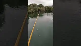 Whip Rod Magic: Quick Rudd Catch! On maggots #fishing #fish