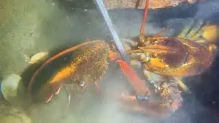 Wow catch giant lobster 🦞 crab 🦀eel 🪱shrimp  🍤 black sea cucumber / Seafood  2026