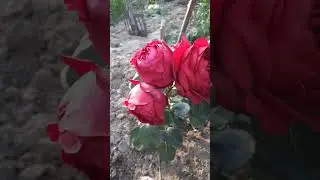 Роза ЭРИК ТАБЕРЛИ 2023г.