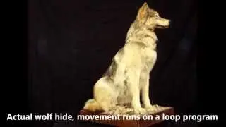 Super cool robotic sitting wolf mount for sale...so realistic !!!