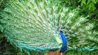 Natural Sound of Peacock Crying on Roof, Peacock dance on house, latest Peacock video