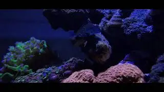 Red Sea Reefer XL-200 (53g) - New tank members!