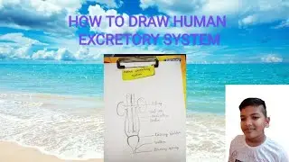 #HUMANEXCRETORYSYSTEM #EASYDIAGRAM.  DRAW HUMAN EXCRETORY SYSTEM WITH SHUBHANSH