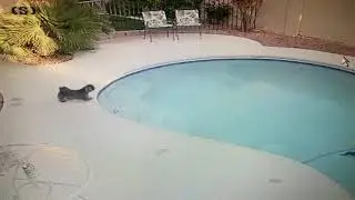 Dog Falls Into Pool (no sound)