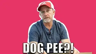 Does Dog Pee Ruin LVP Flooring?