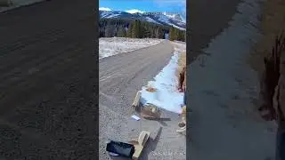 Lynx Attacks Mailbox While Dog Saves Owner! 🐱😱 Wildlife Encounter #viral