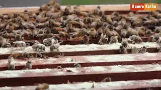 कम लगानी मनग्य आम्दानी ! मौरी व्यवसाय ? | Beekeeping in Nepal | Hamrokatha.com