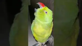 mittu copycat || billi kaise boli || mummy ko bulao #funny #talkingparot #parrot