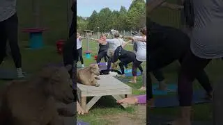Yoga session at Haute Goat Farm