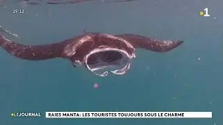 Raies manta : les touristes toujours sous le charme