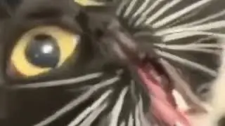 10 second memes