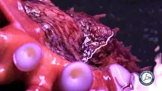 Octopus Encounter at the Alaska SeaLife Center