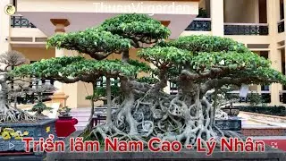 Dàn cây tầm trung ở TL CLB Nam Cao - Lý Nhân