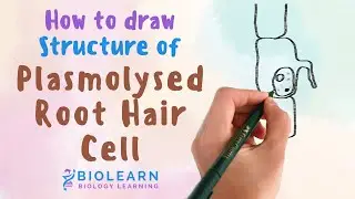 How to Draw the Structure of a Plasmolysed Root Hair Cell | Class 10 ICSE & NCERT | BioLearn