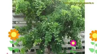 Робиния лжеакация Твисти Беби. Краткий обзор, описание robinia pseudoacacia Twisty Baby